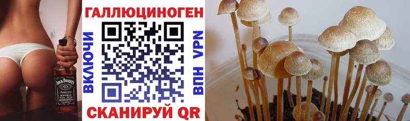 где можно купить   Невель  Псилоцибиновые грибы Cubensis 